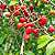 COCÃO (Erythroxylum argentinum) - Muda com até 80 cm - Imagem 1