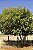 COCÃO (Erythroxylum argentinum) - Muda com até 80 cm - Imagem 5