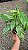 Epipremnum pinnatum variegata - Cuia 21 - Imagem 4