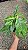 Epipremnum pinnatum variegata - Cuia 21 - Imagem 3