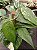 Epipremnum pinnatum variegata - Cuia 21 - Imagem 2