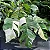 Epipremnum pinnatum variegata - Cuia 21 - Imagem 1
