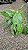 Epipremnum pinnatum variegata - Cuia 21 - Imagem 5