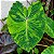 Colocasia Lemon Lime Gecko - Muda com até 80 cm - Imagem 2