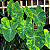 Colocasia Lemon Lime Gecko - Muda com até 80 cm - Imagem 1