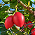 TOMATE FRANCÊS ou TAMARILHO (Solanum betaceum) - Muda com até 70 cm - Imagem 1