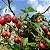 TOMATE FRANCÊS ou TAMARILHO (Solanum betaceum) - Muda com até 70 cm - Imagem 5