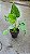 Alocasia cucullata - Pote 17 com até 60 cm - Imagem 4