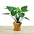 Alocasia cucullata - Pote 17 com até 60 cm - Imagem 2