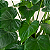 Alocasia cucullata - Pote 17 com até 60 cm - Imagem 1