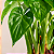 Alocasia cucullata - Pote 17 com até 60 cm - Imagem 6