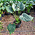 Alocasia cucullata - Pote 17 com até 60 cm - Imagem 3