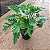 XANTAL (Thaumatophyllum Xantal) - Pote 24 - Muda com 50 a 60 cm - Imagem 1