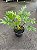 XANTAL (Thaumatophyllum Xantal) - Pote 24 - Muda com 50 a 60 cm - Imagem 2