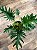 XANTAL (Thaumatophyllum Xantal) - Pote 24 - Muda com 50 a 60 cm - Imagem 3