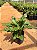 XANTAL (Thaumatophyllum Xantal) - Muda com até 60 cm - Imagem 2