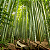 BAMBU MOSSO (Phyllostachys edulis) - Muda com 60 a 80 cm - Imagem 2
