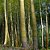 BAMBU MOSSO (Phyllostachys edulis) - Muda com 60 a 80 cm - Imagem 3