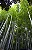 BAMBU MOSSO (Phyllostachys edulis) - Muda com 60 a 80 cm - Imagem 4