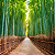 BAMBU MOSSO (Phyllostachys edulis) - Muda com 60 a 80 cm - Imagem 1