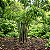 BAMBU PRETO (Phyllostachys nigra) - Muda com 60 a 80 cm - Imagem 3