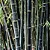 BAMBU PRETO (Phyllostachys nigra) - Muda com 60 a 80 cm - Imagem 5