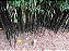 BAMBU PRETO (Phyllostachys nigra) - Muda com 60 a 80 cm - Imagem 6