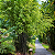 BAMBU PRETO (Phyllostachys nigra) - Muda com 60 a 80 cm - Imagem 2