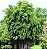 BAMBU PRETO (Phyllostachys nigra) - Muda com 60 a 80 cm - Imagem 7
