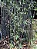 BAMBU PRETO (Phyllostachys nigra) - Muda com 60 a 80 cm - Imagem 4