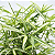 BAMBU LISTRADO (Pleioblastus variegatus) - Muda com 1 metro - Imagem 1