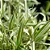 BAMBU LISTRADO (Pleioblastus variegatus) - Muda com 1 metro - Imagem 5