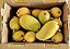 MANGA ATAULFO (Mangifera indica 'Ataulfo') - Muda Enxertada com até 1 metro - Imagem 4