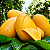 MANGA ATAULFO (Mangifera indica 'Ataulfo') - Muda Enxertada com até 1 metro - Imagem 1