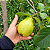 GOIABA BRS PALUMA (Psidium guajava L.) - Muda Clonada com 60 a 80 cm - Imagem 3