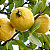 GOIABA BRS PALUMA (Psidium guajava L.) - Muda Clonada com 60 a 80 cm - Imagem 1