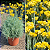 CURRY (Helichrysum italicum) - Muda - Imagem 1