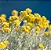 CURRY (Helichrysum italicum) - Muda - Imagem 3