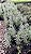CURRY (Helichrysum italicum) - Muda - Imagem 2