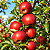 MAÇÃ PRINCESA (Malus domestica) - Muda Enxertada com até 1,20m - Imagem 1