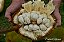 MARANG ou TERAP (Artocarpus odoratissimus) – Muda com até 60 cm - Imagem 3