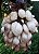 MARANG ou TERAP (Artocarpus odoratissimus) – Muda com até 60 cm - Imagem 4
