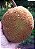 MARANG ou TERAP (Artocarpus odoratissimus) – Muda com até 60 cm - Imagem 5
