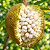 MARANG ou TERAP (Artocarpus odoratissimus) – Muda com até 60 cm - Imagem 1