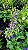 SÁLVIA AZUL (Salvia farinacea) - Muda com até 20 cm - Imagem 5