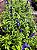 SÁLVIA AZUL (Salvia farinacea) - Muda com até 20 cm - Imagem 3