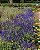 SÁLVIA AZUL (Salvia farinacea) - Muda com até 20 cm - Imagem 2