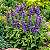 SÁLVIA AZUL (Salvia farinacea) - Muda com até 20 cm - Imagem 1