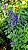 SÁLVIA AZUL (Salvia farinacea) - Muda com até 20 cm - Imagem 4