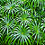 SOMBRINHA CHINESA (Cyperus alternifolius) - Muda com até 1 metro - Imagem 4